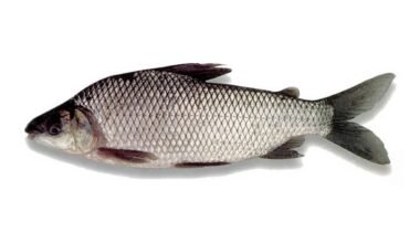 Sábalo fresco sobre fondo blanco.